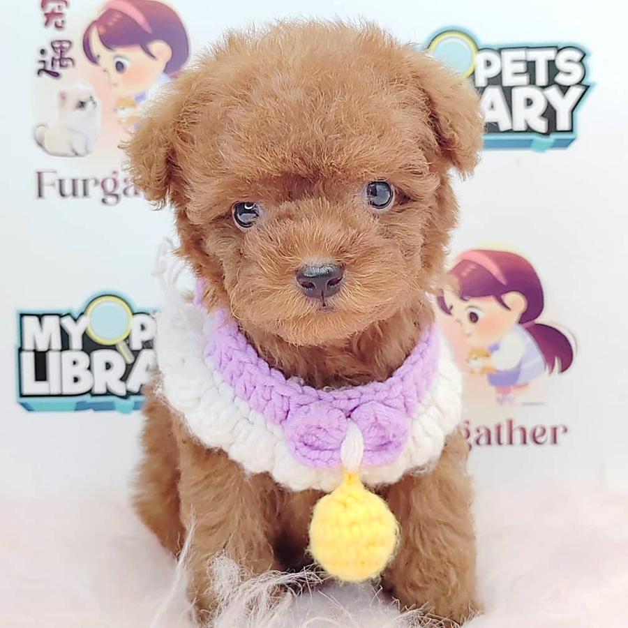 Tiny Toy Poodle Puppy (Male) For Sale