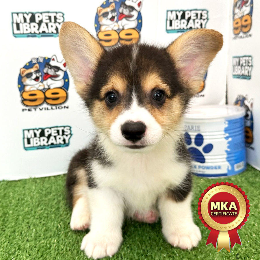 MKA Welsh Corgi Puppy (Male) For Sale