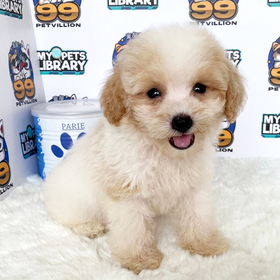 Toy Poodle Puppy (Male) For Sale
