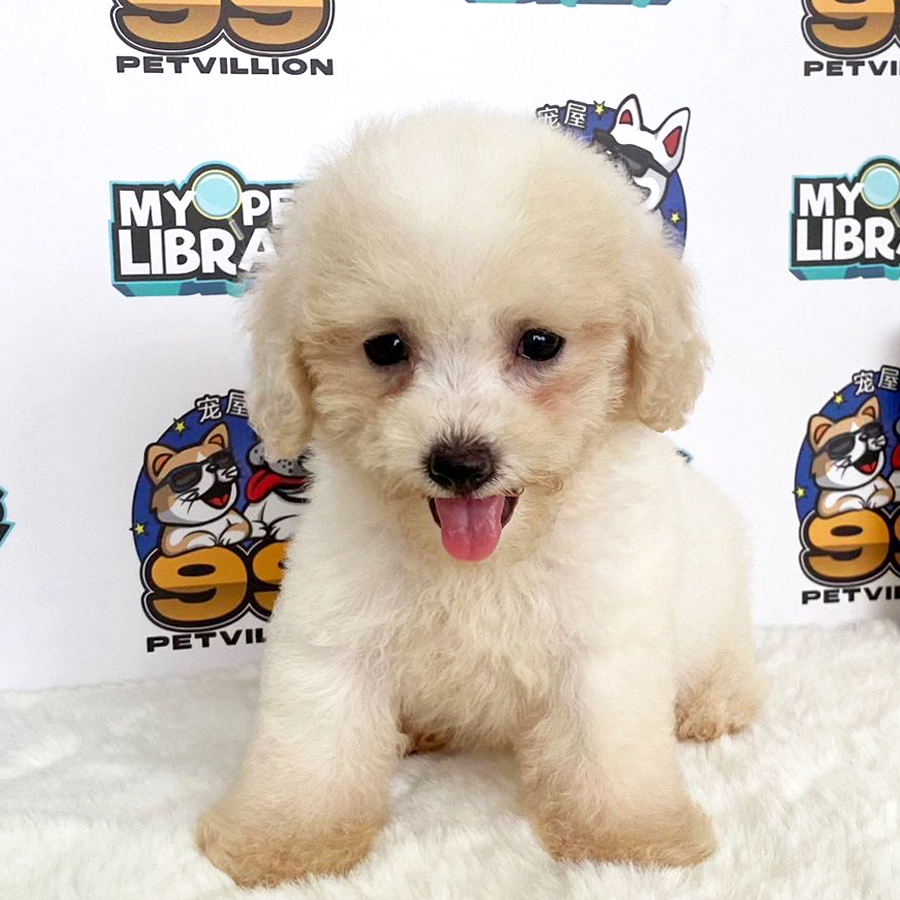 Toy Poodle Puppy (Female) For Sale