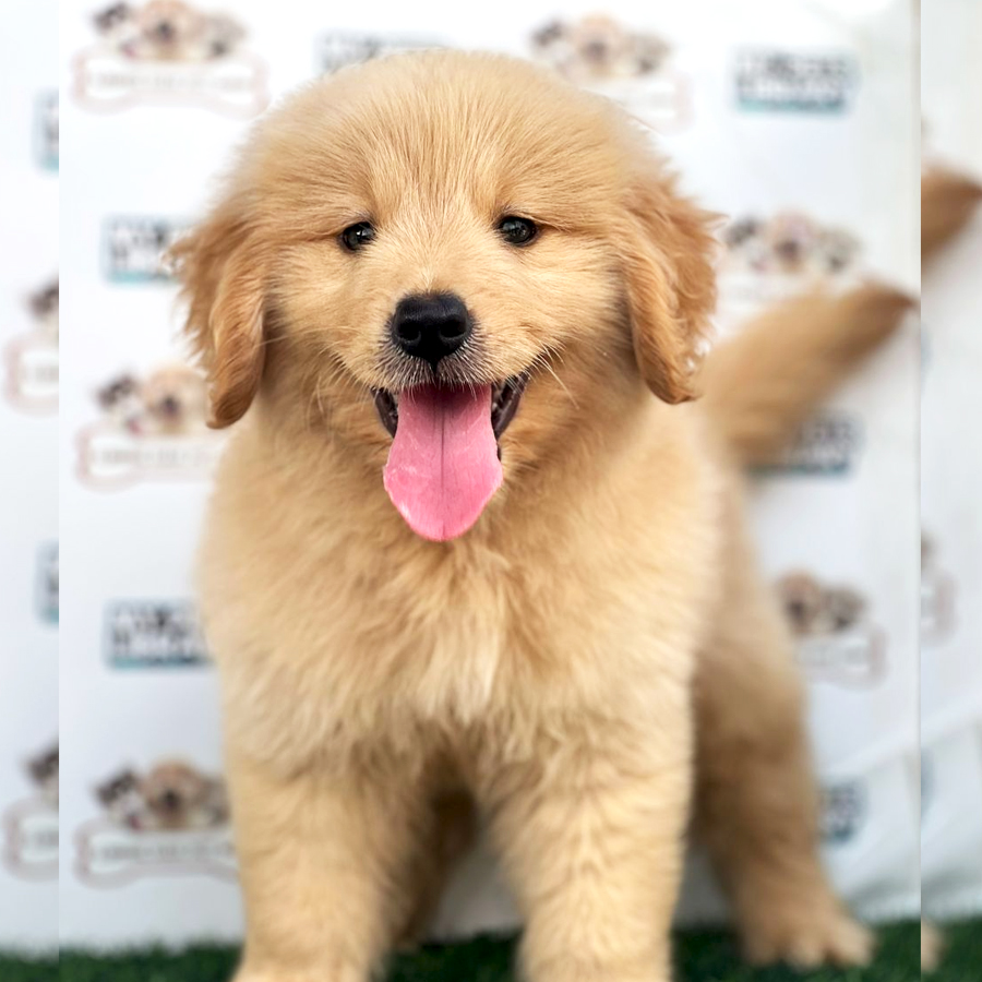 Golden Retriever Puppy (Male) For Sale