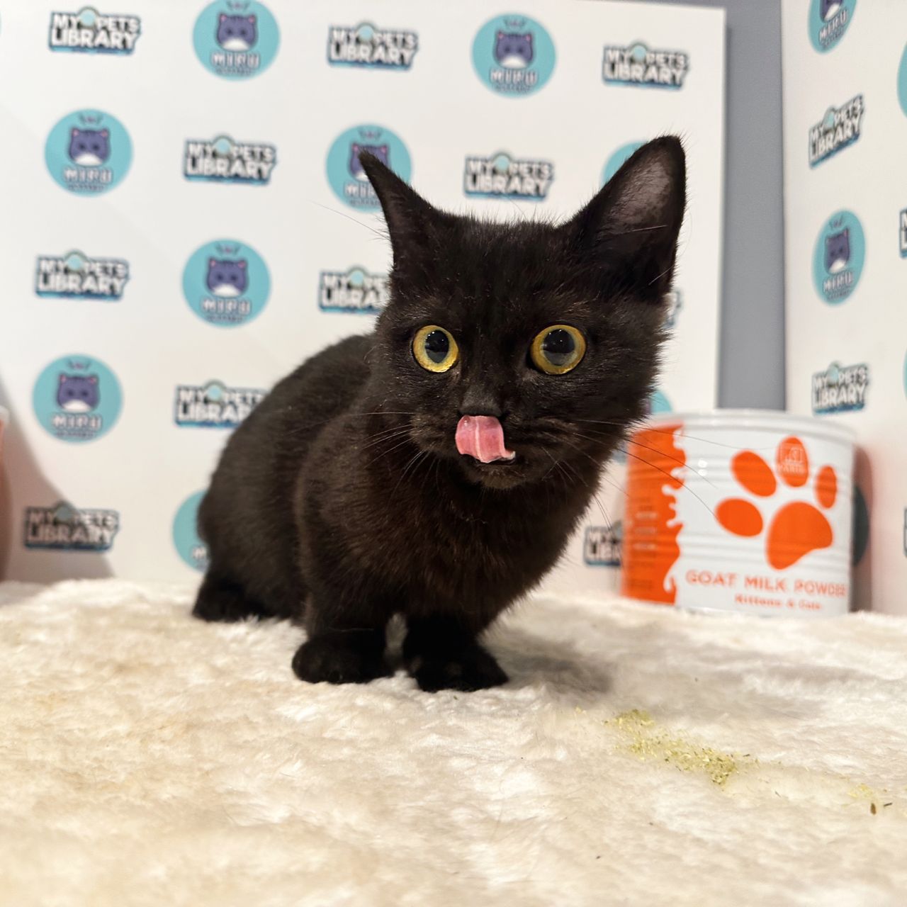 Short Munchkin British Shorthair Kitten (Female) For Sale