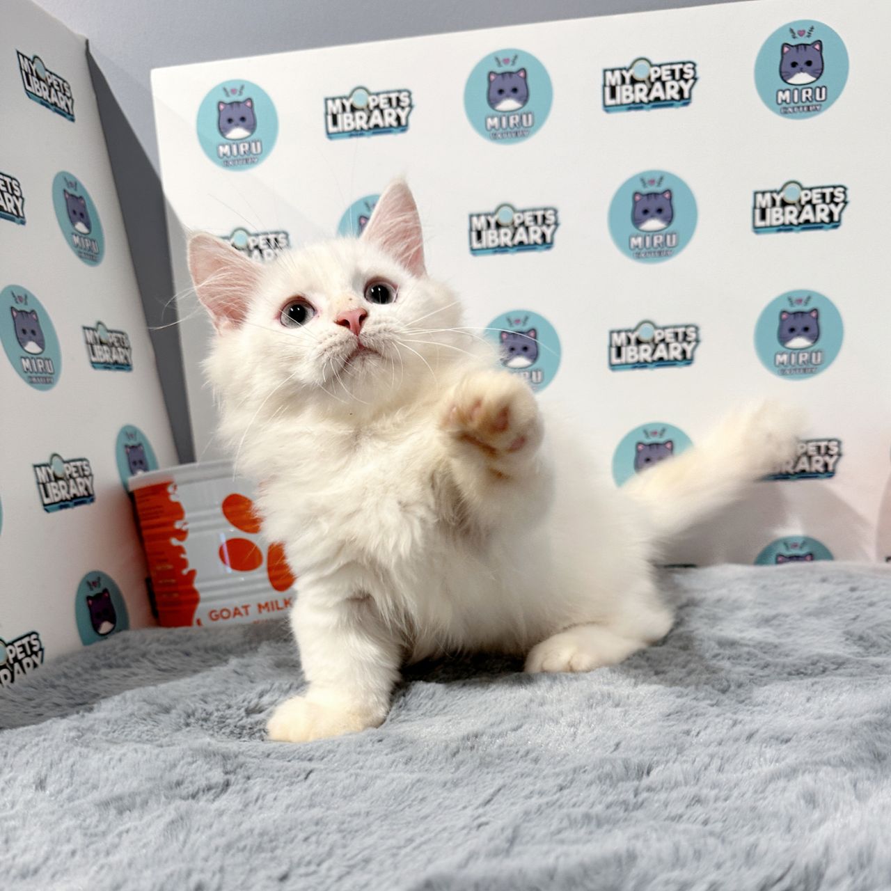 Super Short Munchkin Longhair Kitten (Male) For Sale