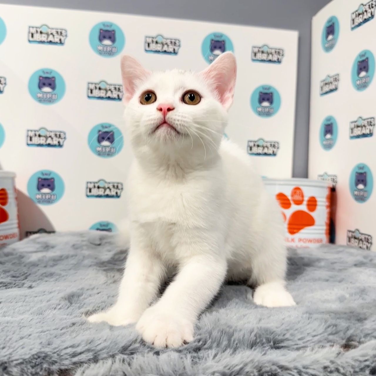 British Shorthair Kitten (Female) For Sale