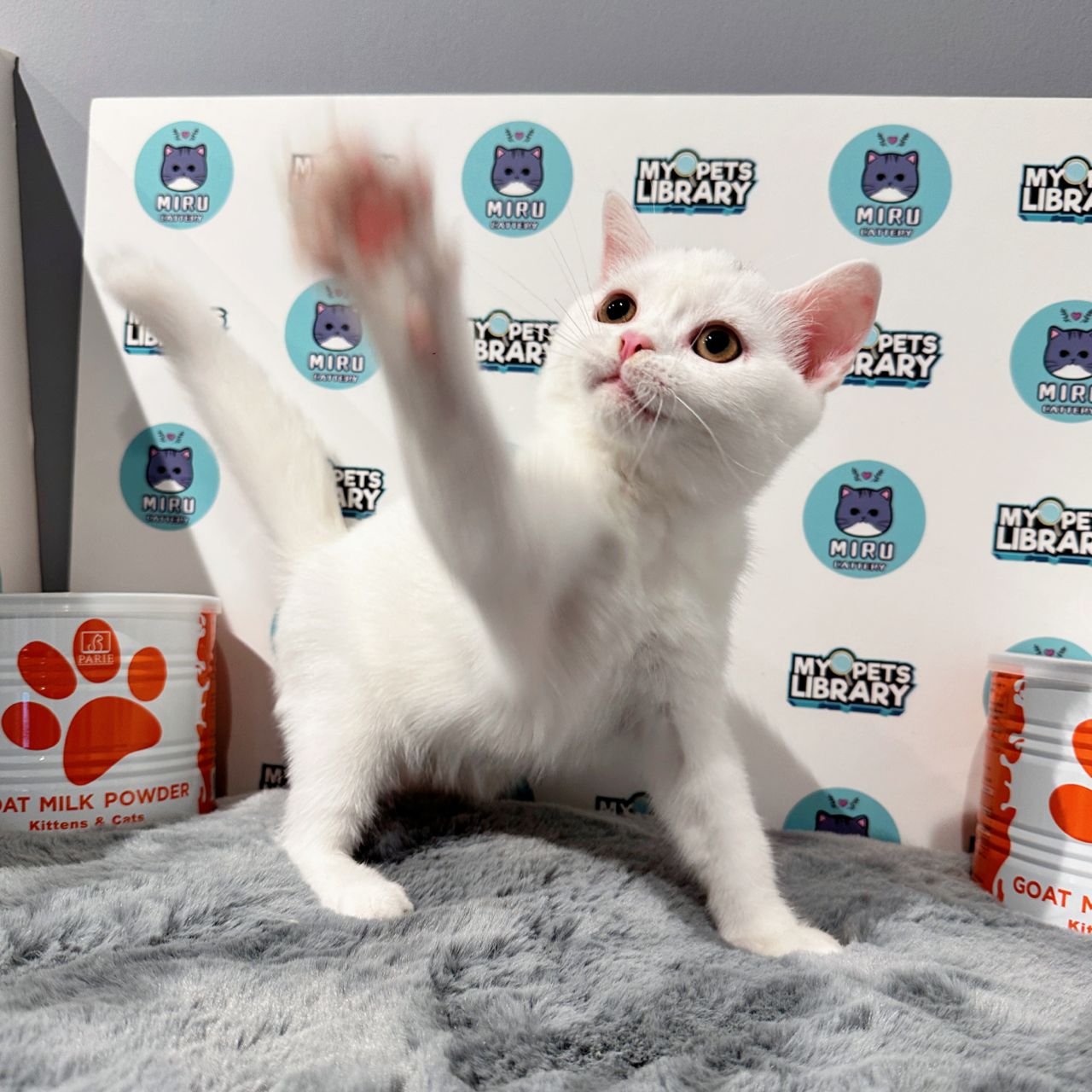 British Shorthair Kitten (Male) For Sale