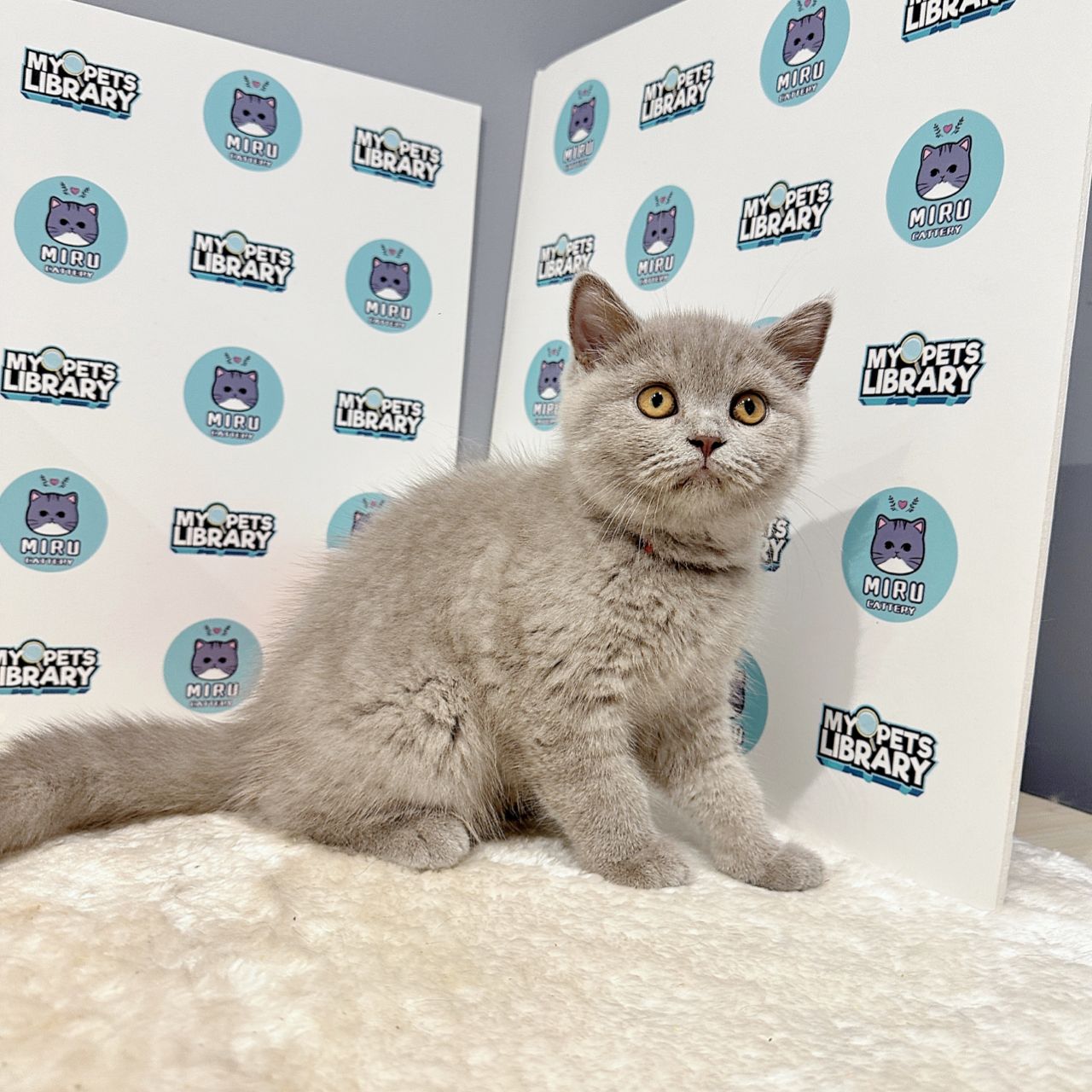British Shorthair Kitten (Male) For Sale