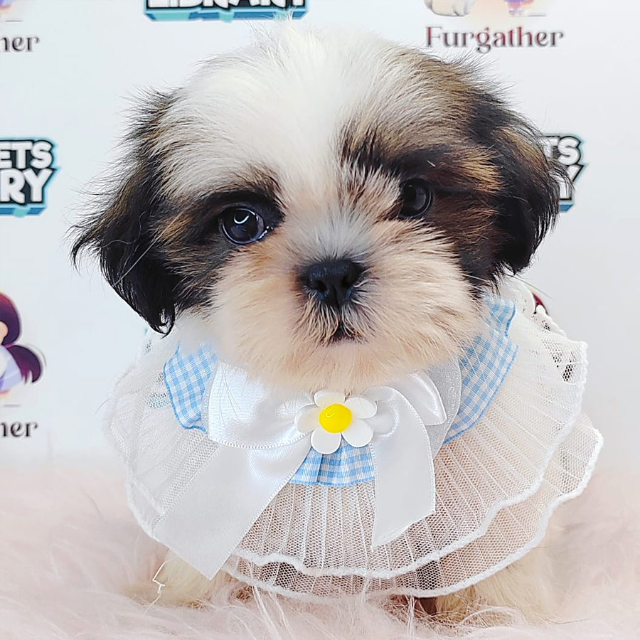 Shih Tzu Puppy (Male) For Sale