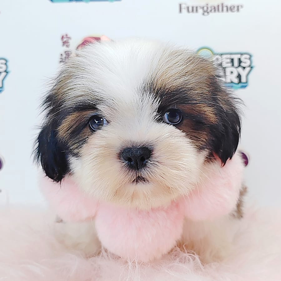 Shih Tzu Puppy (Male) For Sale