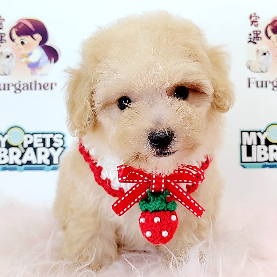 Tiny Toy Poodle Puppy (Male) For Sale