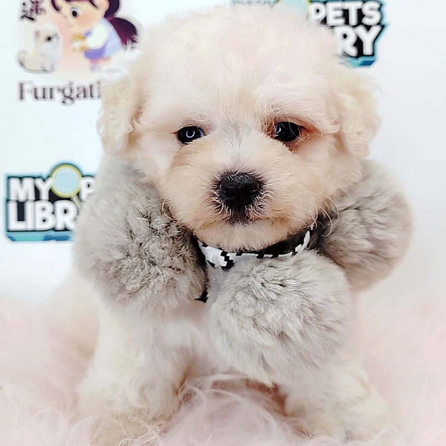 Tiny Toy Poodle Puppy (Male) For Sale