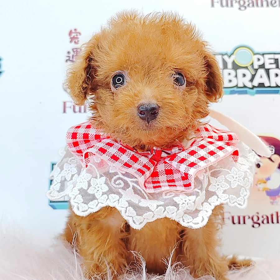 Tiny Toy Poodle Puppy (Female) For Sale