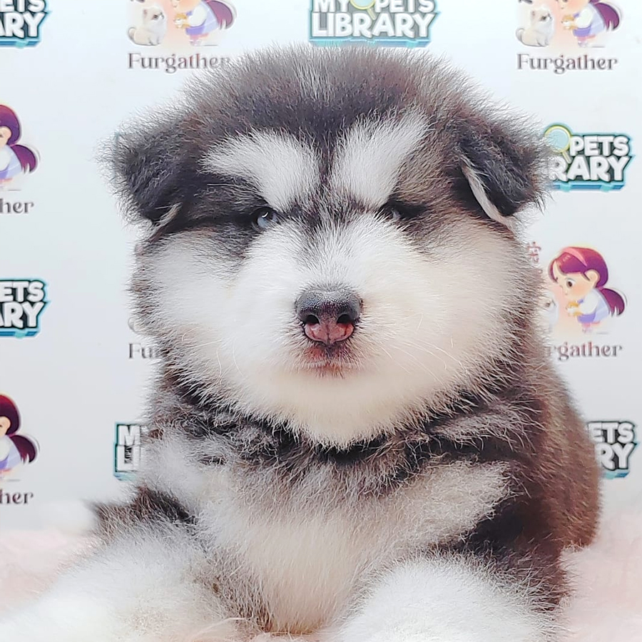 Wooly Malamute Puppy (Male) For Sale