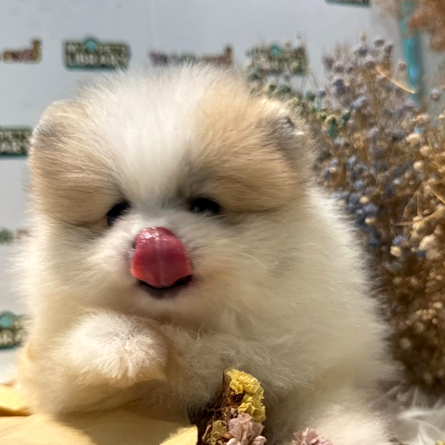 Tiny Pomeranian Puppy (Female) For Sale