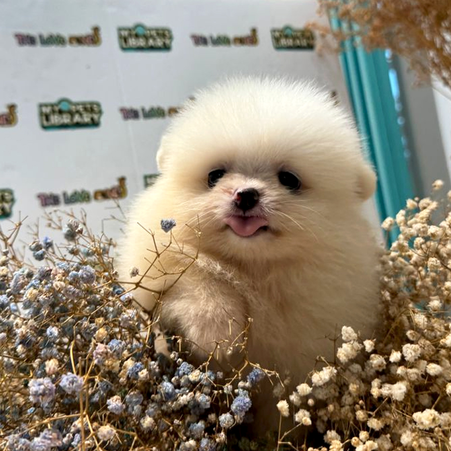 Tiny Pomeranian Puppy (Female) For Sale