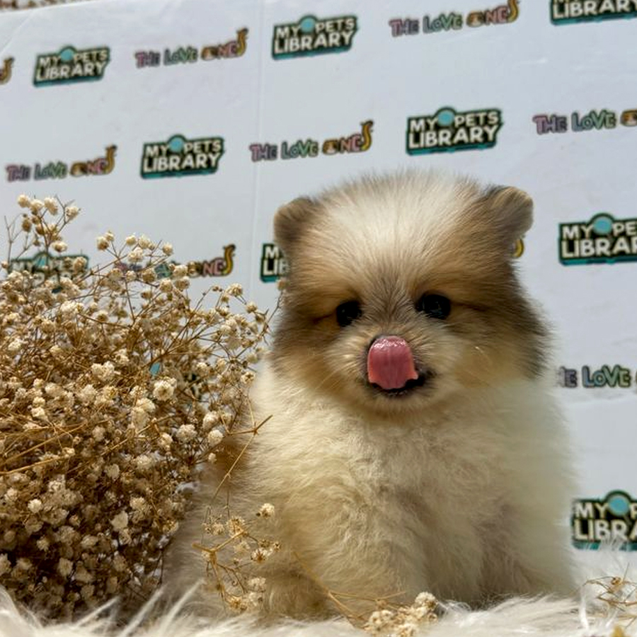 Tiny Pomeranian Puppy (Male) For Sale