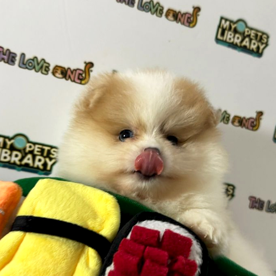 Tiny Pomeranian Puppy (Male) For Sale