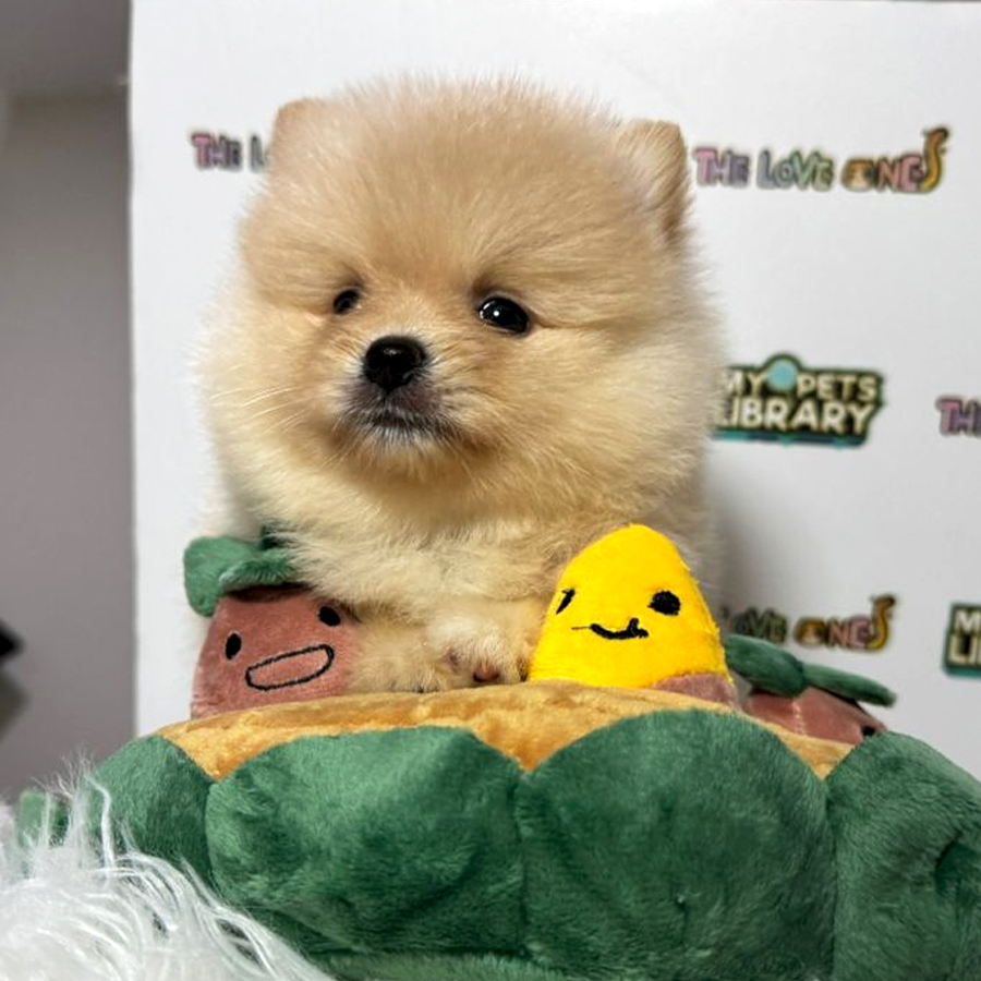 Tiny Pomeranian Puppy (Female) For Sale