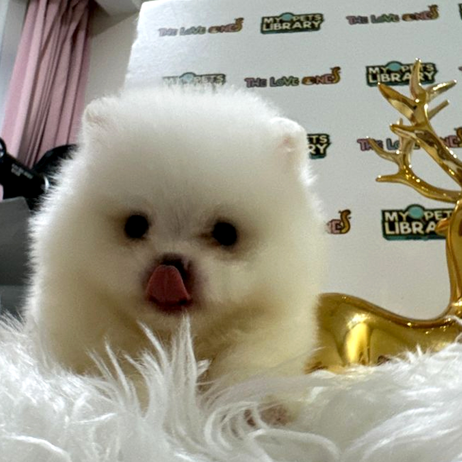 Tiny Pomeranian Puppy (Male) For Sale