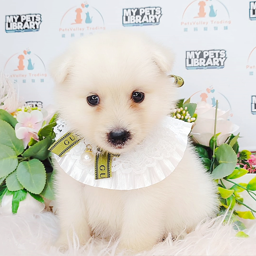 Pomsky Puppy (Female) For Sale