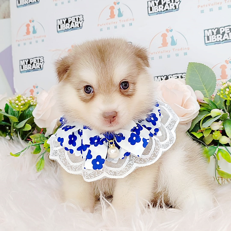 Pomsky Puppy (Female) For Sale