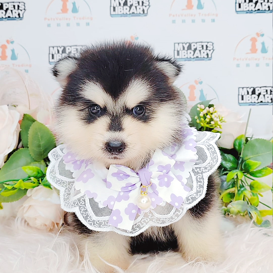 Pomsky Puppy (Male) For Sale
