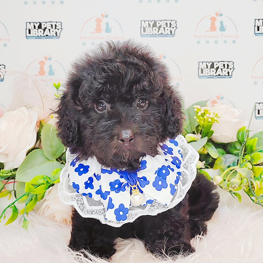 Toy Poodle Puppy (Male) For Sale