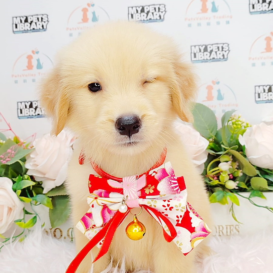 Golden Retriever Puppy (Female) For Sale