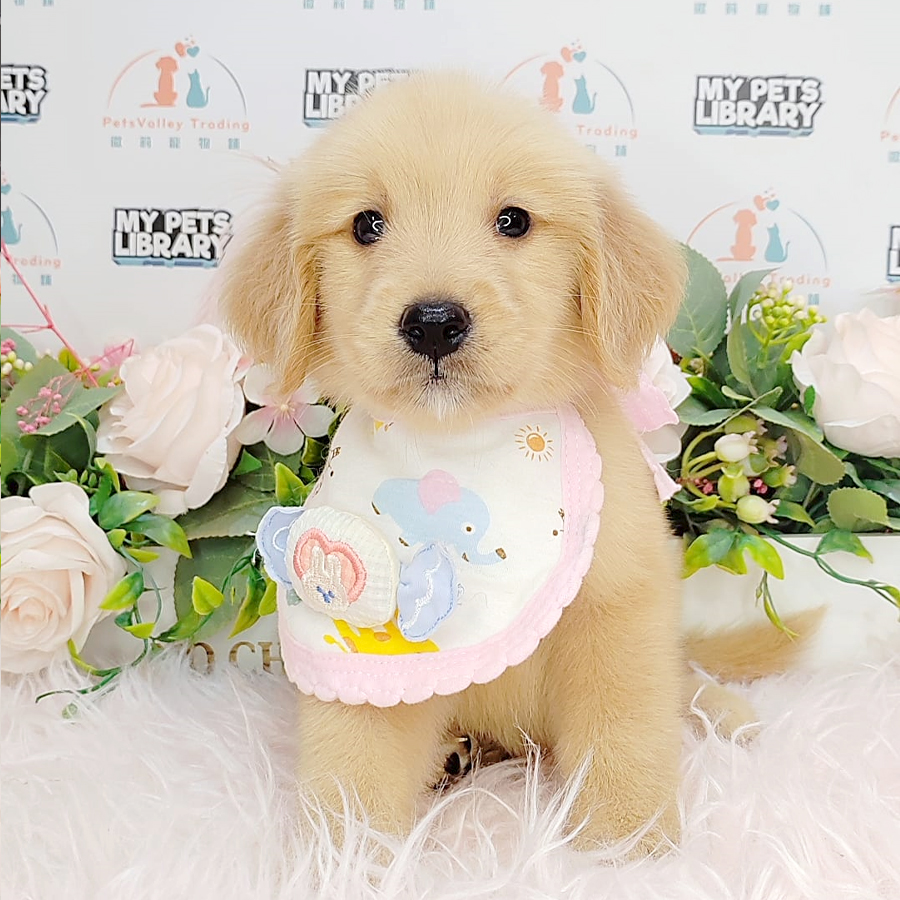 Golden Retriever Puppy (Female) For Sale