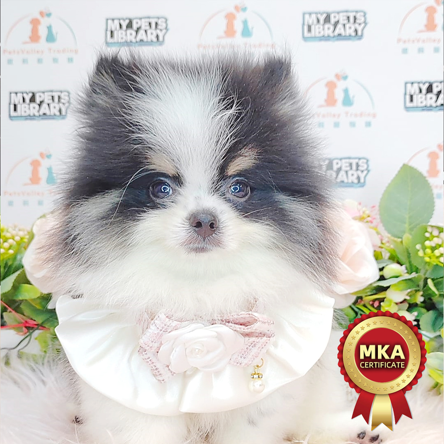 MKA Pomeranian Puppy (Male) For Sale