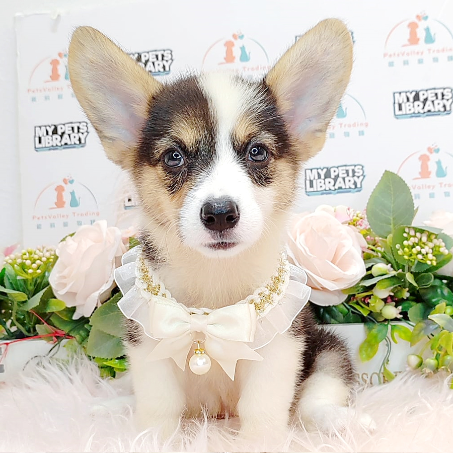 Welsh Corgi Puppy (Female) For Sale