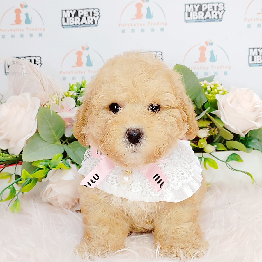Tiny Poodle Puppy (Female) For Sale