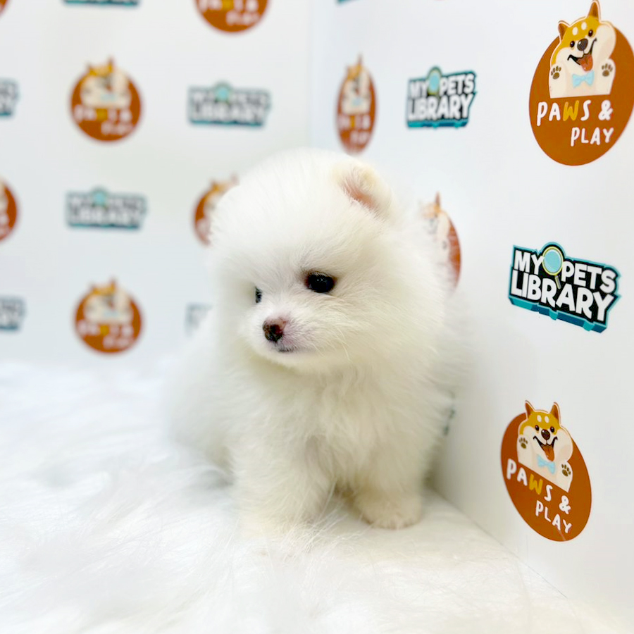 Pomeranian Puppy (Female) For Sale