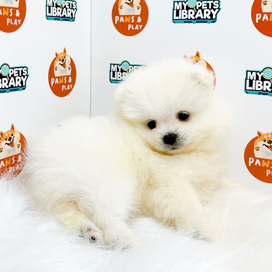 Pomeranian Puppy (Female) For Sale