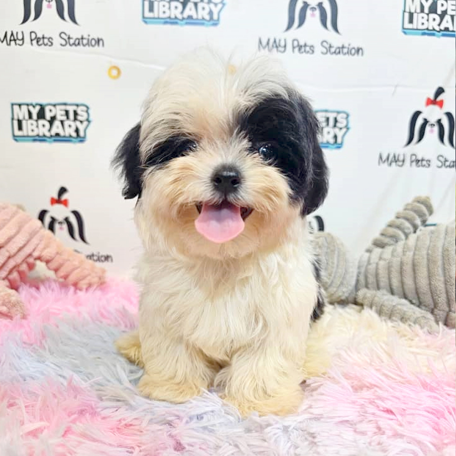 Maltipoo Puppy (Male) For Sale