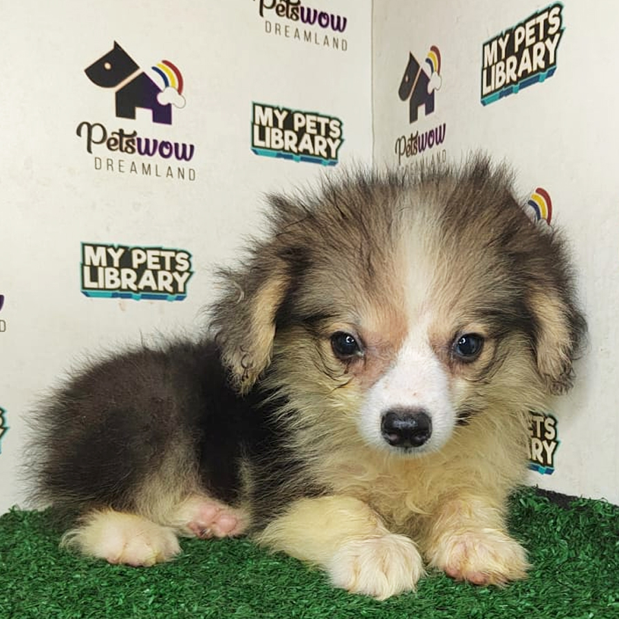 Long Coat Pembroke Welsh Corgi Puppy (Female) For Sale