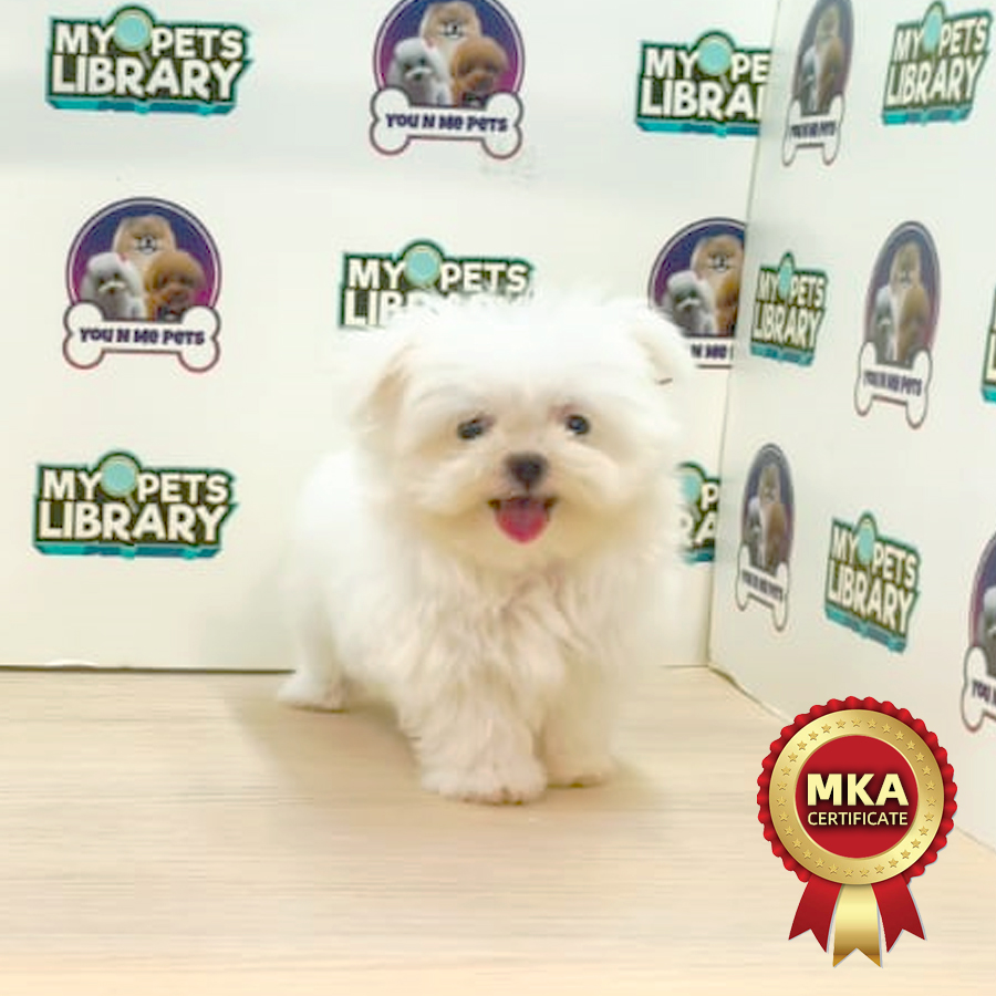 MKA Tiny Maltese Puppy (Male) For Sale