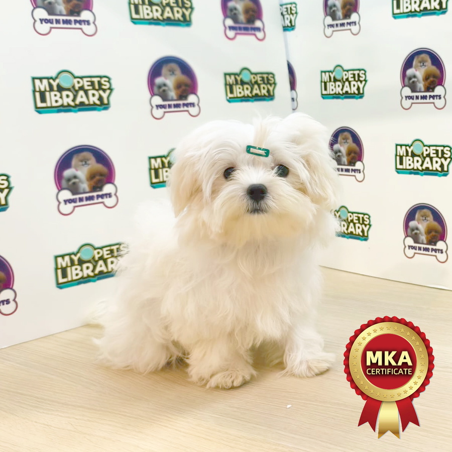 MKA Tiny Maltese Puppy (Male) For Sale
