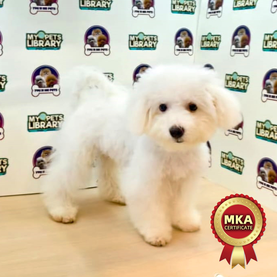 MKA Mini Bichon Frise Puppy (Male) For Sale