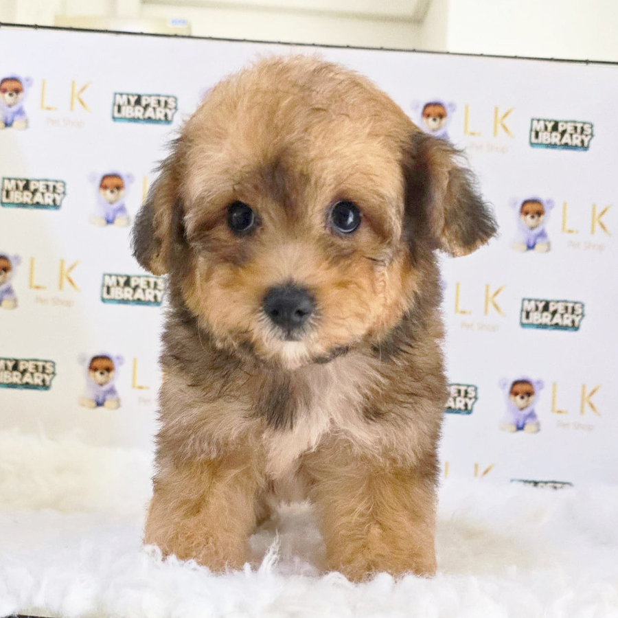 Toy Poodle Puppy (Female) For Sale