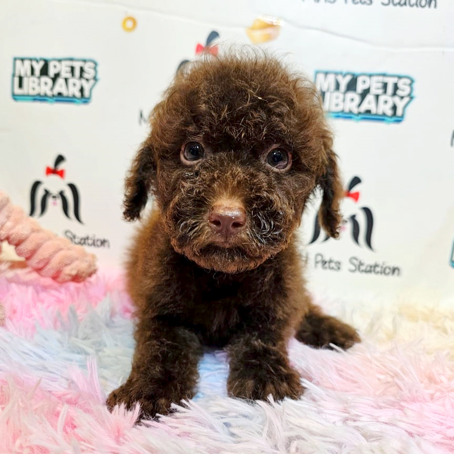 Toy Poodle Puppy (Male) For Sale