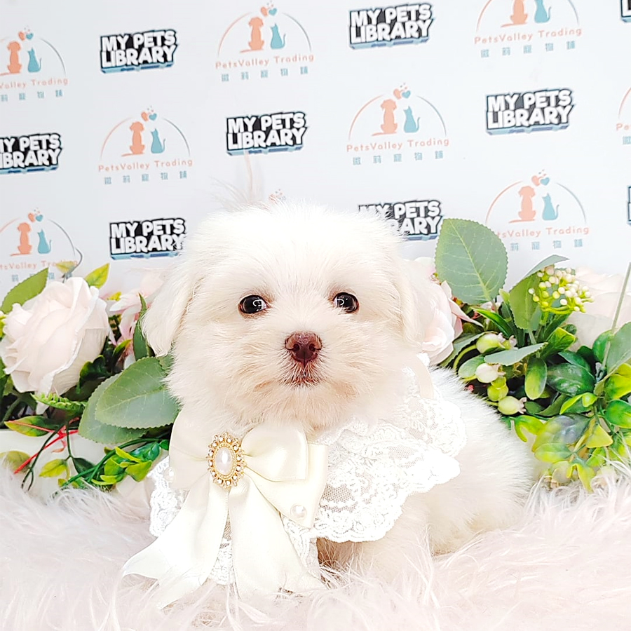 Maltese Puppy (Male) For Sale