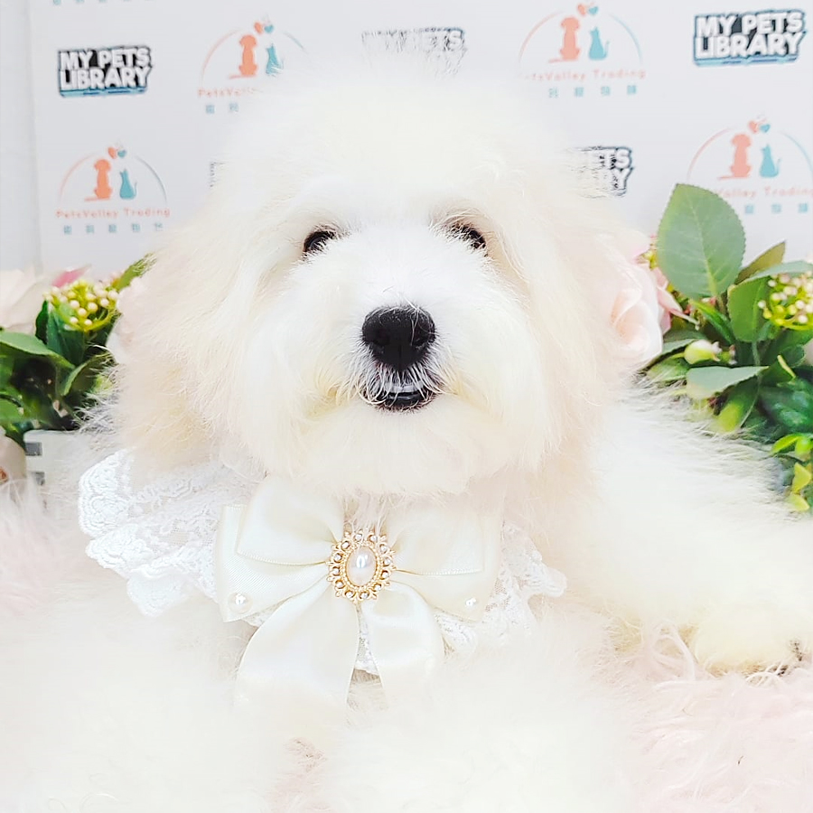 Maltipoo Puppy (Male) For Sale