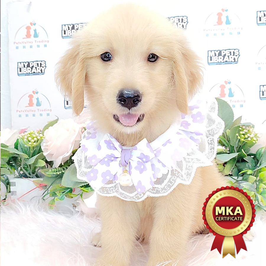 MKA Golden Retriever Puppy (Female) For Sale