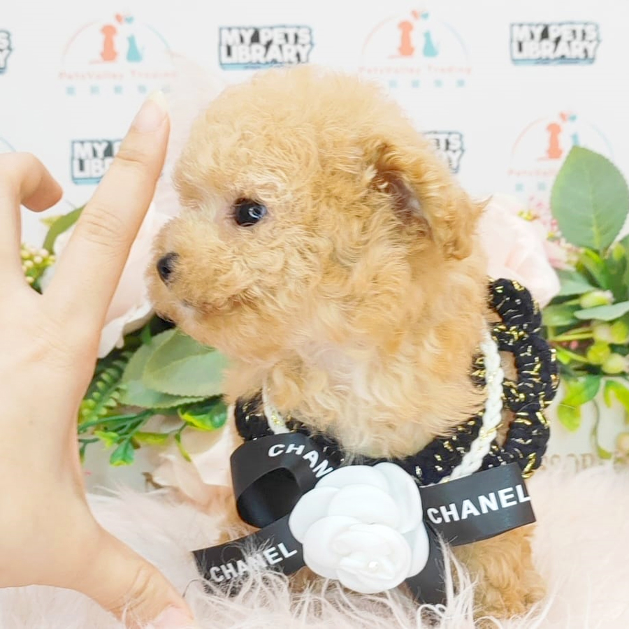 Tiny Poodle Puppy (Female) For Sale
