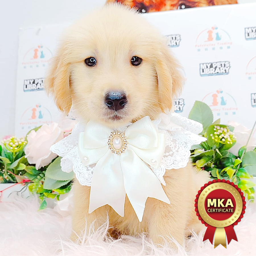 MKA Golden Retriever Puppy (Female) For Sale
