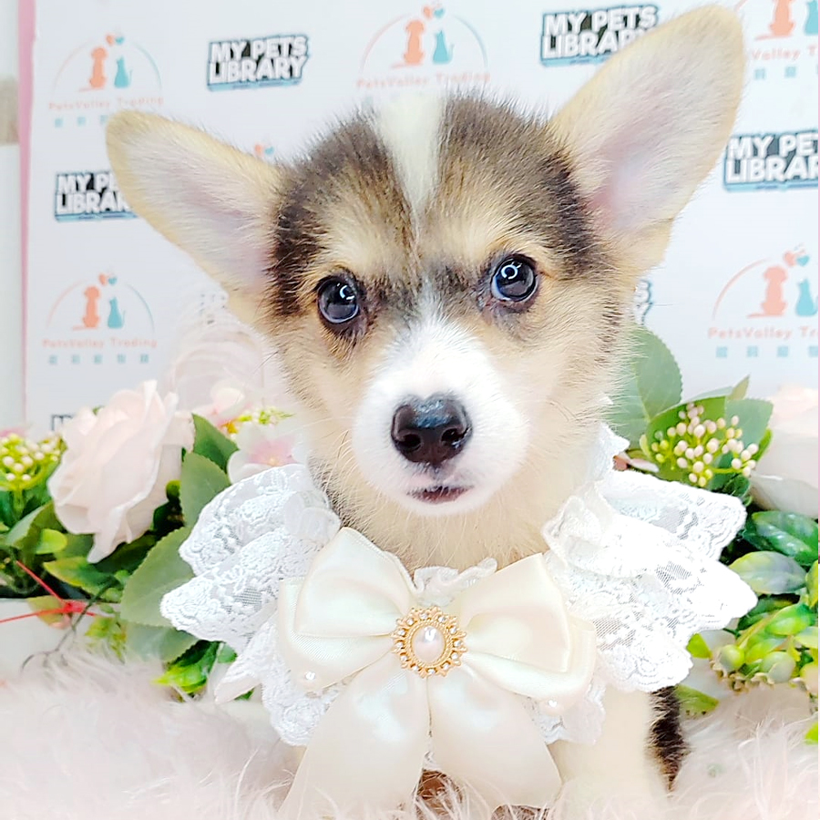 Welsh Corgi Puppy (Female) For Sale