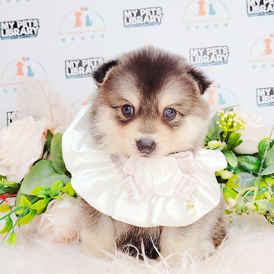 Pomsky Puppy (Female) For Sale