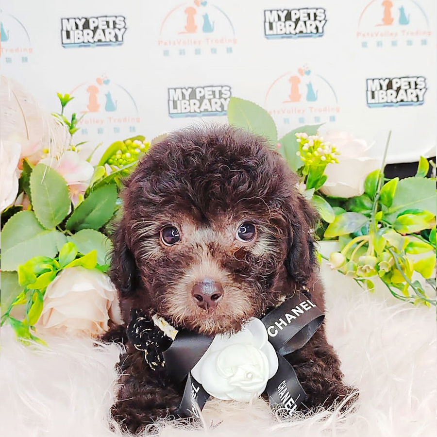 Toy Poodle Puppy (Male) For Sale