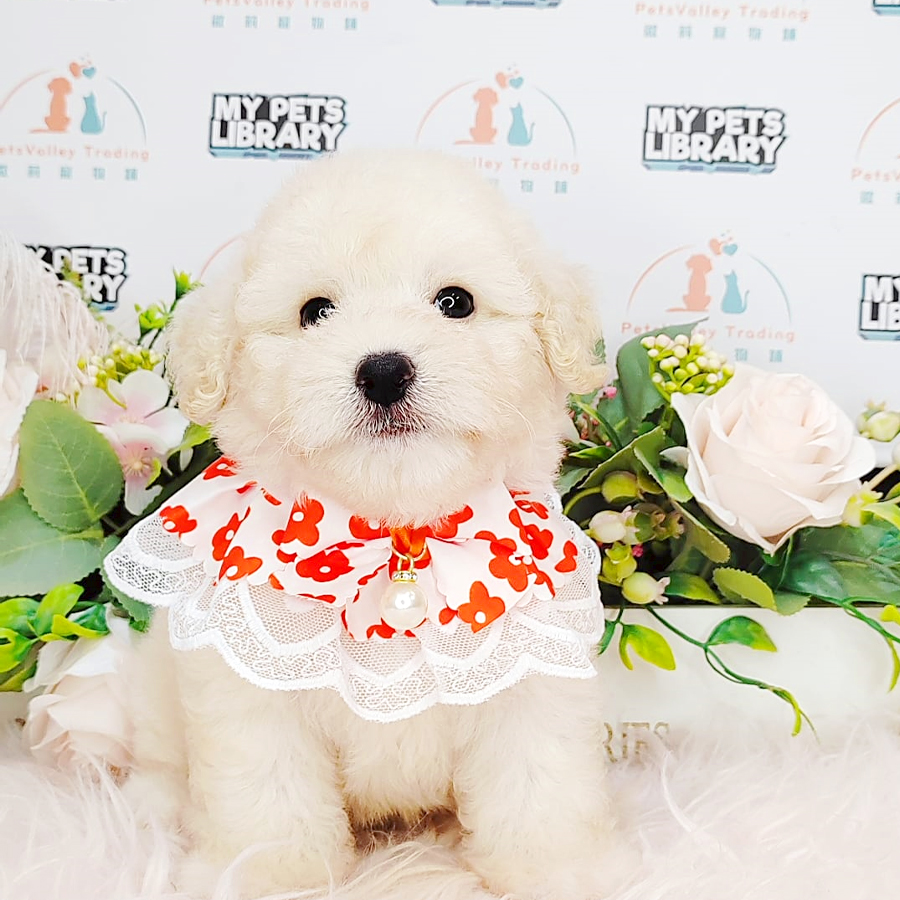 Tiny Poodle Puppy (Male) For Sale