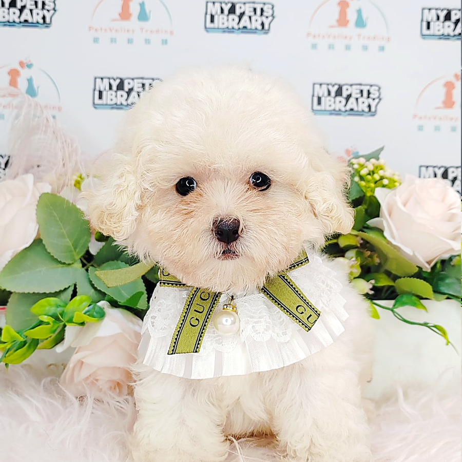 Tiny Poodle Puppy (Female) For Sale